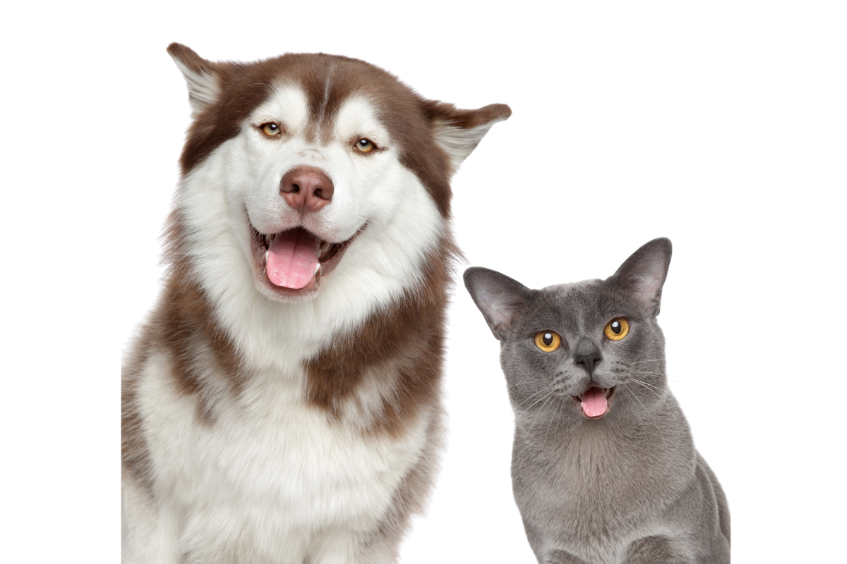 Šuo ir katė – Kabarga veterinarijos gydykla-vaistinė
